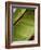 Regal Leaf II-Nicole Katano-Framed Photo