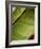 Regal Leaf II-Nicole Katano-Framed Photo