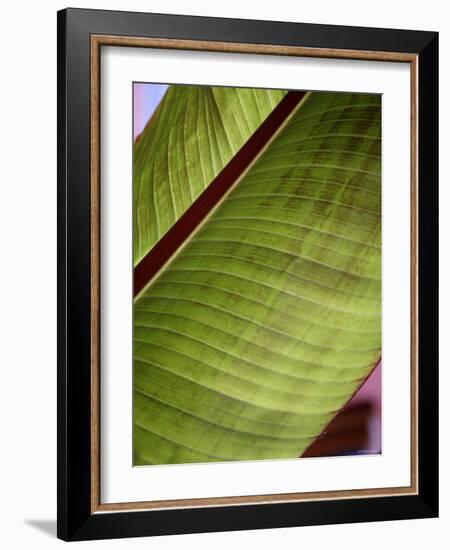 Regal Leaf II-Nicole Katano-Framed Photo