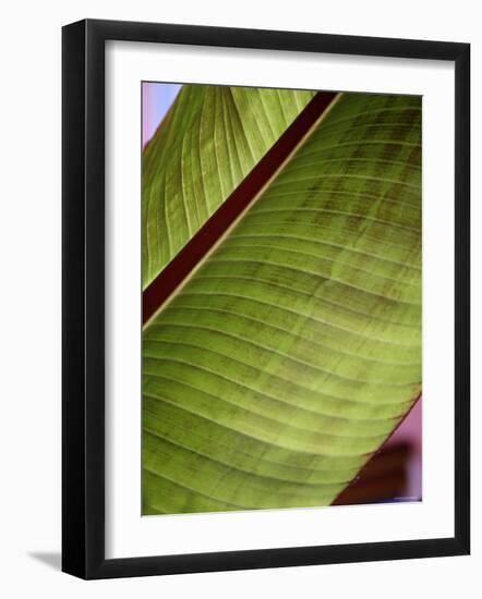 Regal Leaf II-Nicole Katano-Framed Photo