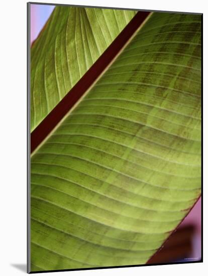 Regal Leaf II-Nicole Katano-Mounted Photo