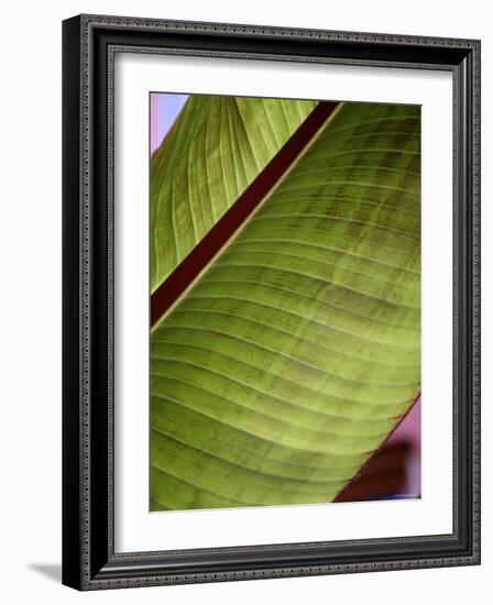 Regal Leaf II-Nicole Katano-Framed Photo