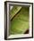 Regal Leaf II-Nicole Katano-Framed Photo