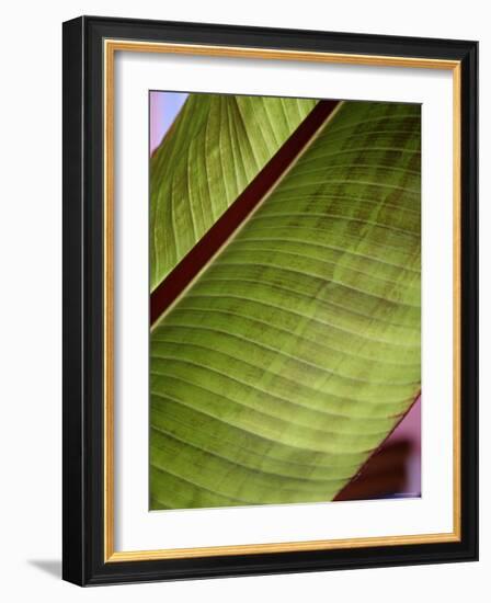 Regal Leaf II-Nicole Katano-Framed Photo