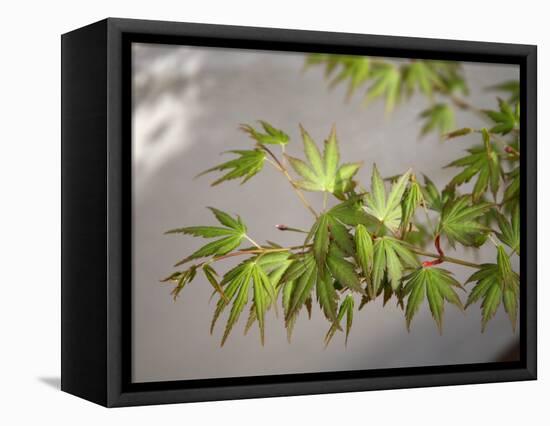 Regal Maple Leaves-Nicole Katano-Framed Stretched Canvas