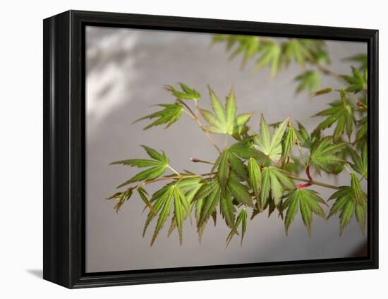 Regal Maple Leaves-Nicole Katano-Framed Stretched Canvas