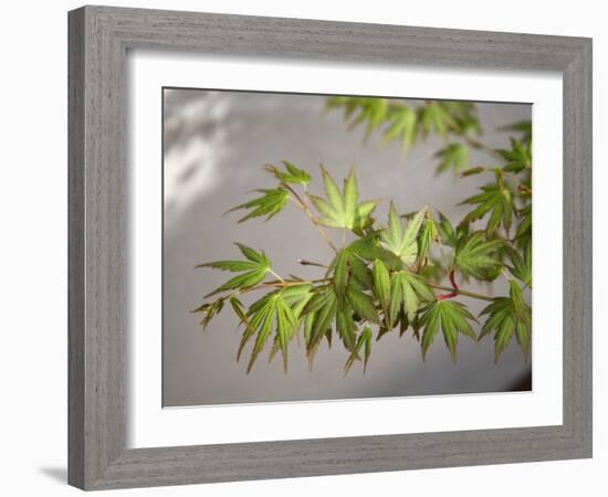 Regal Maple Leaves-Nicole Katano-Framed Photo