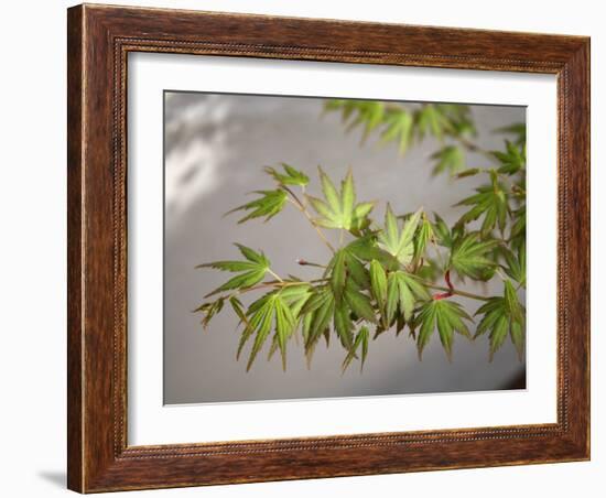 Regal Maple Leaves-Nicole Katano-Framed Photo