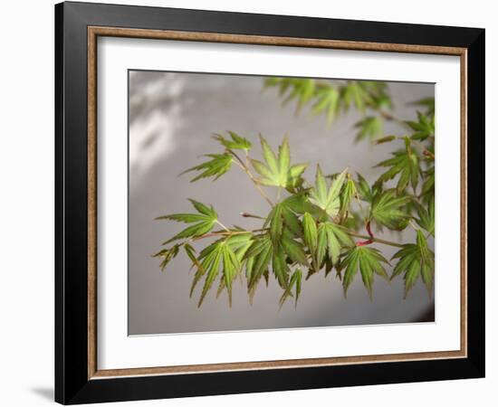 Regal Maple Leaves-Nicole Katano-Framed Photo