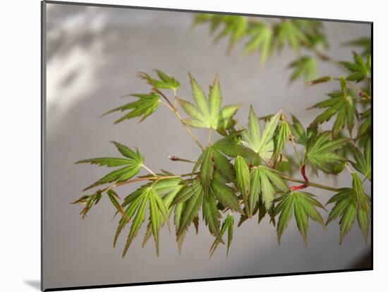 Regal Maple Leaves-Nicole Katano-Mounted Photo