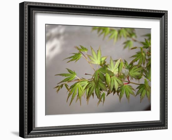 Regal Maple Leaves-Nicole Katano-Framed Photo