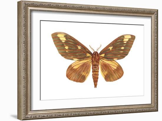 Regal Moth (Citheronia Regalis), Insects-Encyclopaedia Britannica-Framed Art Print