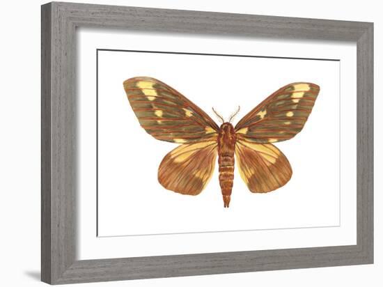 Regal Moth (Citheronia Regalis), Insects-Encyclopaedia Britannica-Framed Art Print