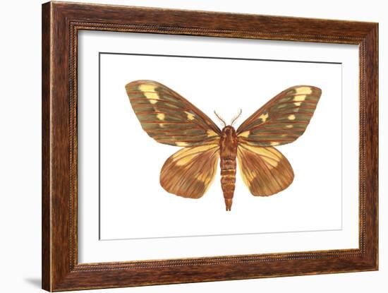 Regal Moth (Citheronia Regalis), Insects-Encyclopaedia Britannica-Framed Art Print