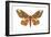 Regal Moth (Citheronia Regalis), Insects-Encyclopaedia Britannica-Framed Art Print