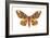 Regal Moth (Citheronia Regalis), Insects-Encyclopaedia Britannica-Framed Art Print