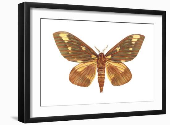 Regal Moth (Citheronia Regalis), Insects-Encyclopaedia Britannica-Framed Art Print