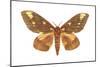 Regal Moth (Citheronia Regalis), Insects-Encyclopaedia Britannica-Mounted Art Print