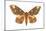 Regal Moth (Citheronia Regalis), Insects-Encyclopaedia Britannica-Mounted Art Print