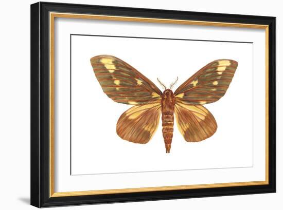 Regal Moth (Citheronia Regalis), Insects-Encyclopaedia Britannica-Framed Art Print