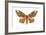 Regal Moth (Citheronia Regalis), Insects-Encyclopaedia Britannica-Framed Art Print