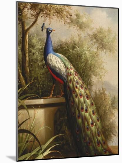 Regal Peacock-null-Mounted Art Print