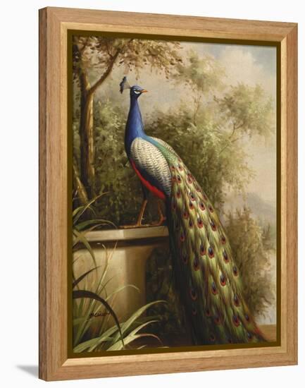 Regal Peacock-null-Framed Stretched Canvas