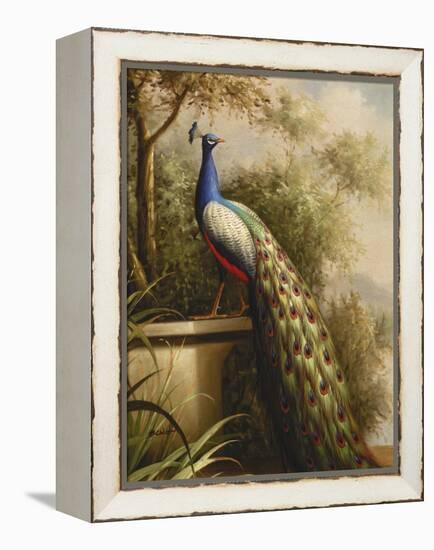 Regal Peacock-null-Framed Stretched Canvas