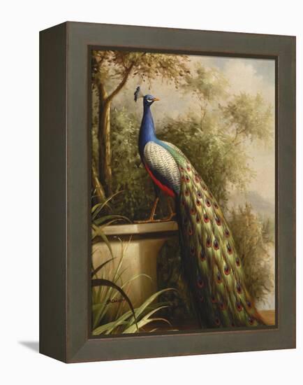 Regal Peacock-null-Framed Stretched Canvas