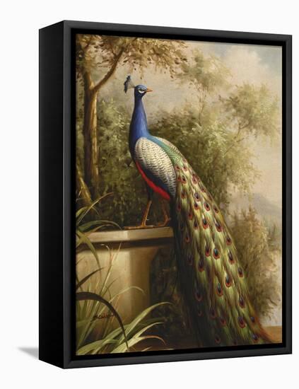 Regal Peacock-null-Framed Stretched Canvas