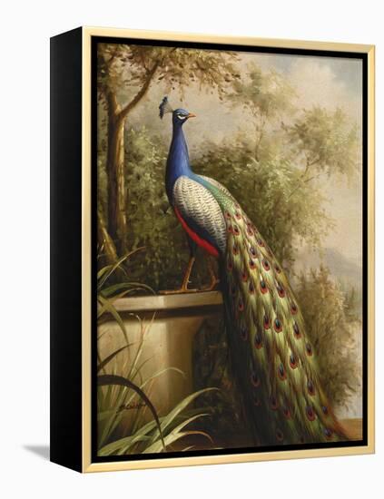 Regal Peacock-null-Framed Stretched Canvas