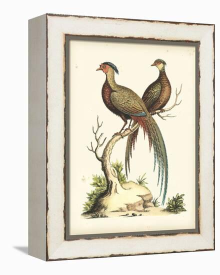 Regal Pheasants II-George Edwards-Framed Stretched Canvas