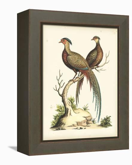 Regal Pheasants II-George Edwards-Framed Stretched Canvas