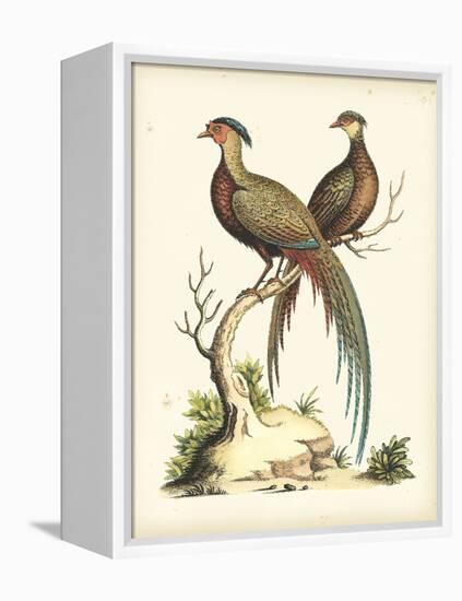 Regal Pheasants II-George Edwards-Framed Stretched Canvas