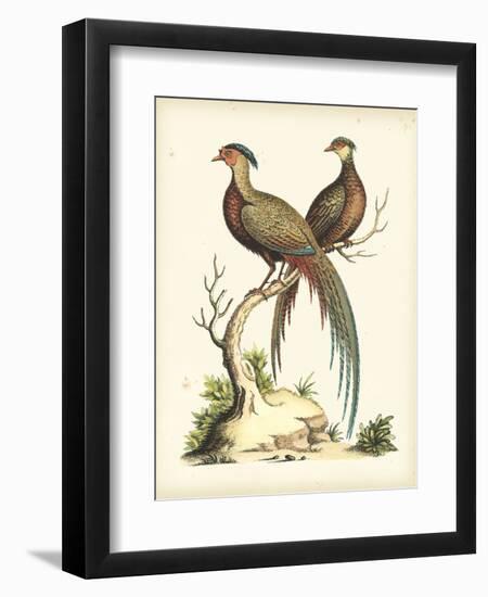 Regal Pheasants II-George Edwards-Framed Premium Giclee Print