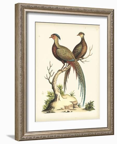 Regal Pheasants II-George Edwards-Framed Art Print