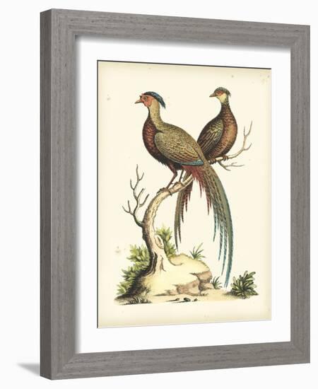 Regal Pheasants II-George Edwards-Framed Art Print