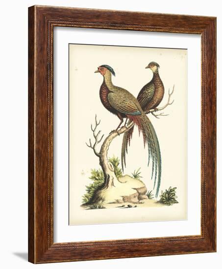 Regal Pheasants II-George Edwards-Framed Art Print