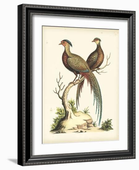 Regal Pheasants II-George Edwards-Framed Art Print