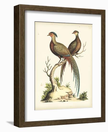 Regal Pheasants II-George Edwards-Framed Art Print