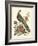 Regal Pheasants III-George Edwards-Framed Art Print