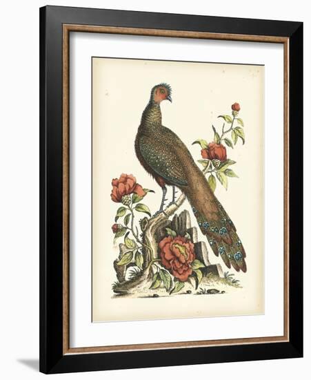 Regal Pheasants III-George Edwards-Framed Art Print