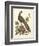 Regal Pheasants III-George Edwards-Framed Art Print