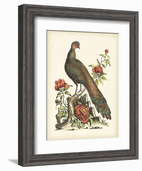 Regal Pheasants III-George Edwards-Framed Art Print