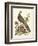 Regal Pheasants III-George Edwards-Framed Art Print