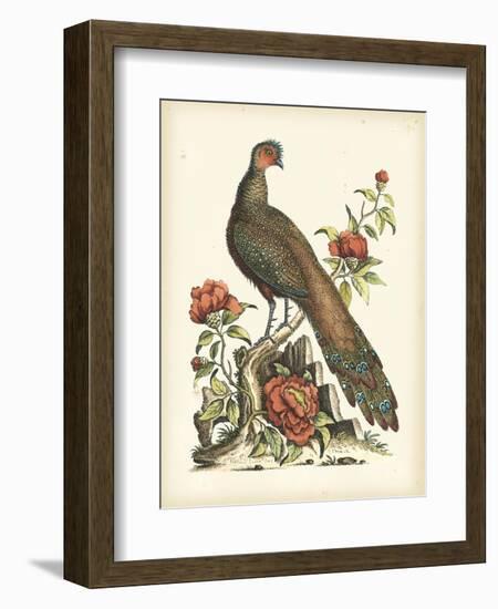 Regal Pheasants III-George Edwards-Framed Art Print