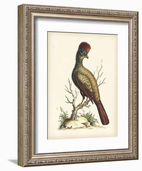 Regal Pheasants IV-George Edwards-Framed Art Print