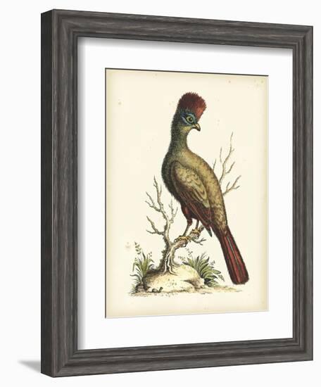 Regal Pheasants IV-George Edwards-Framed Art Print