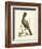 Regal Pheasants IV-George Edwards-Framed Art Print