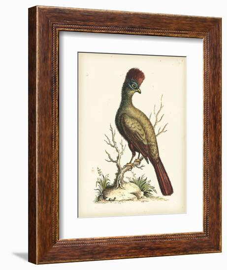 Regal Pheasants IV-George Edwards-Framed Art Print